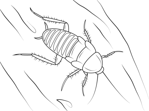 Zebra Cockroach Coloring Page